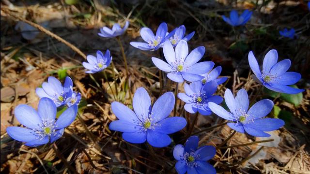Красивое пение птиц в весеннем лесу поможет быстро уснуть. Расслабляющие звуки природы. Пение птиц. смотреть онлайн