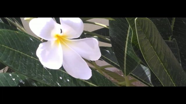 Green plants and White Flower with High definition Calm music|Relax You смотреть онлайн