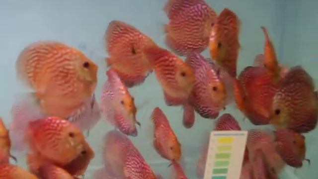 Ruby Pigeon Checkerboard 3.5