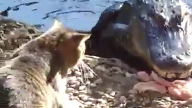 Кот шугает крокодила смотреть онлайн