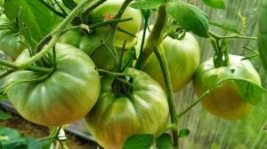 Томат Минусинский гигант. Арбузная мякоть!
