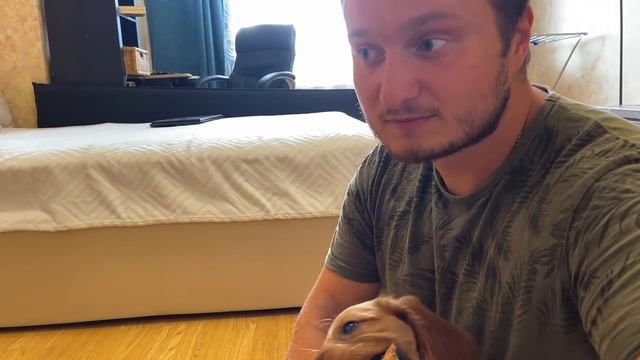 КАК ПРИРУЧИТЬ ДРАКОНА! ТЕЯ, 2 МЕСЯЦА. РУССКИЙ ОХОТНИЧИЙ СПАНИЕЛЬ смотреть онлайн