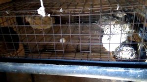 Плюсы и минусы в содержании перепелов
