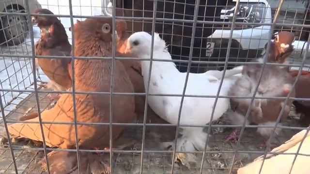 ЯРМАРКА ГОЛУБЕЙ В УФЕ 02 МАРТА 2024 г Часть 2 смотреть онлайн