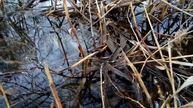 VID 1651958130031 Ужас ( Н. Гумилёв) Павел Васильев Лахтинский смотреть онлайн
