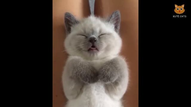 「かわいい猫」 笑わないようにしようとしてください - 最も面白い猫の映画 #140 смотреть онлайн