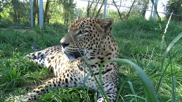 Старооскольский зоопарк леопарды июль 2016 смотреть онлайн