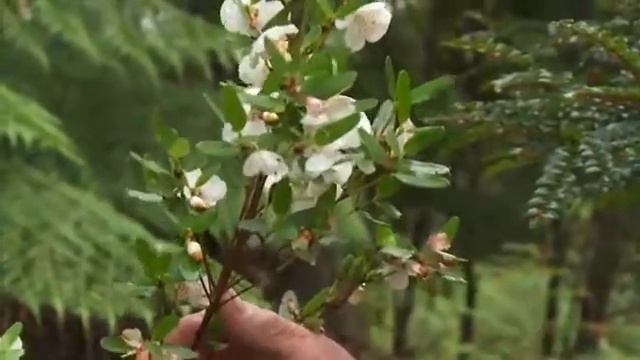 Пчеловодство в Австралии! Beekeeping Australia