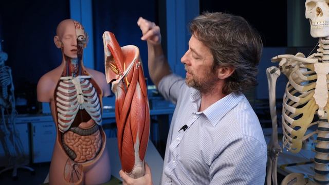 Femoral hernia anatomy смотреть онлайн