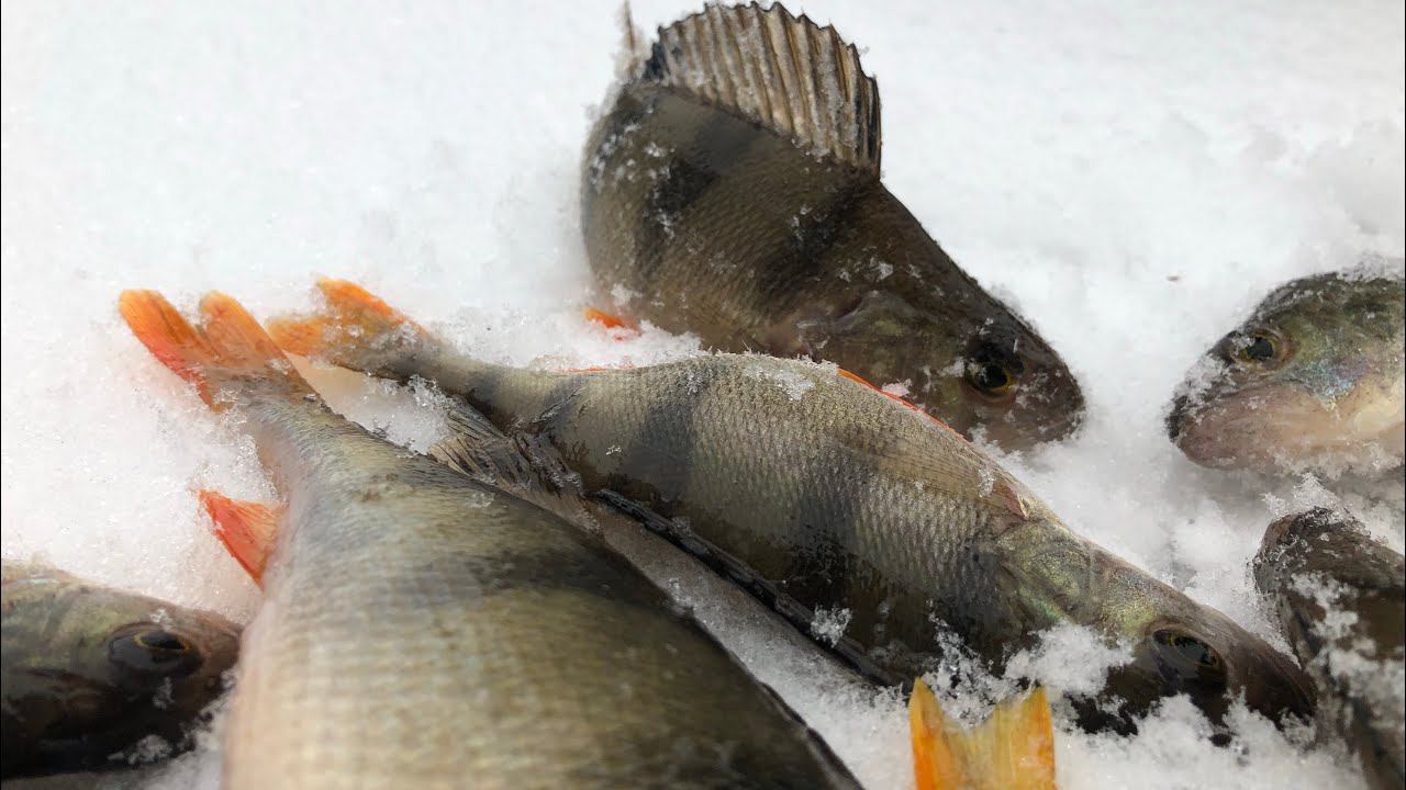 Нашёл ОКУНЯ в Корягах / рыбалка на Реке / рыбалка в январе смотреть онлайн