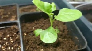 Рассада, клещик на листьях рассады баклажан