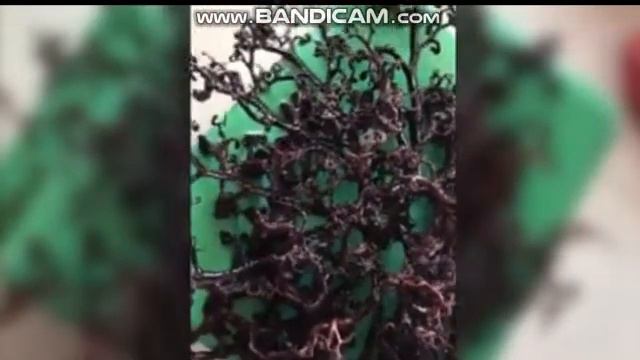 Жители Вьетнама пришли в ужас от вида морского монстра, выброшенного на пляж смотреть онлайн