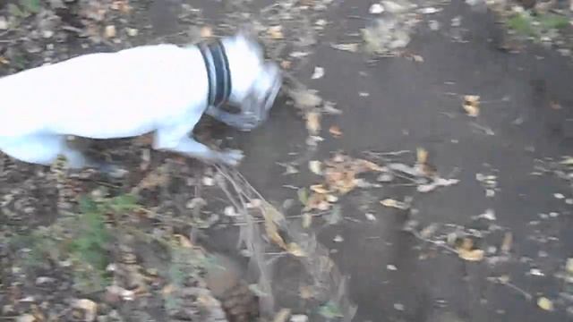 Чайный поход/ Топливо донецких степей #2 Навоз как горючее