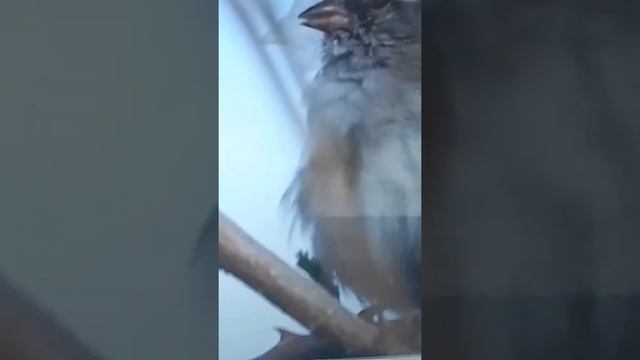 воробей домовой чистит пёрешки