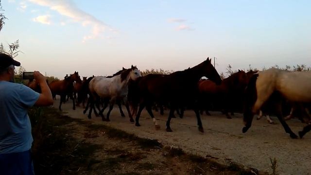 Рыбалка , табун лошадей . смотреть онлайн