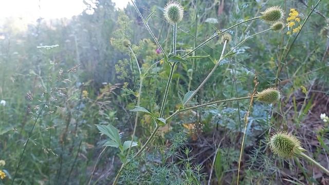 Гвоздичный корень Орешек Гравилат крупнолистовой #лесныецветы смотреть онлайн