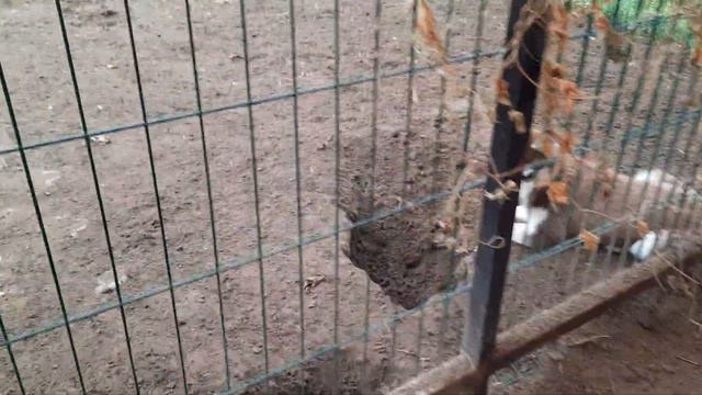 ОДИНОКАЯ Хаски Лора смотреть онлайн