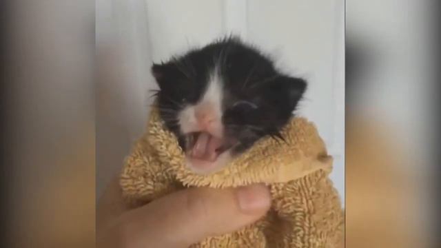 Кот Гойда смотреть онлайн