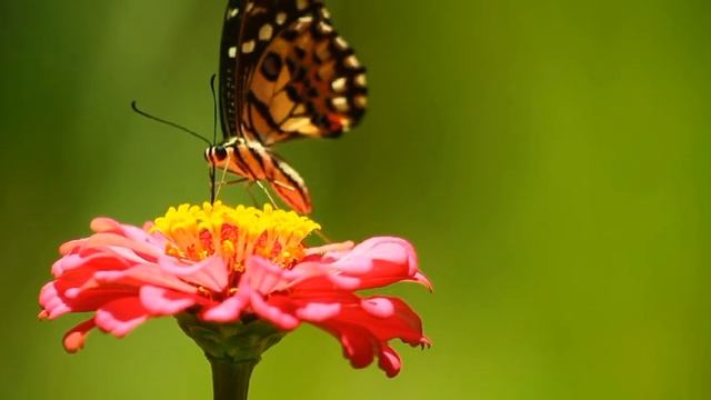 Nature beauty YouTube seo 2020 смотреть онлайн