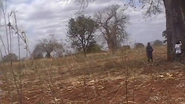 עצי באובב KENYA טיול בת מצווה דגן baobab смотреть онлайн