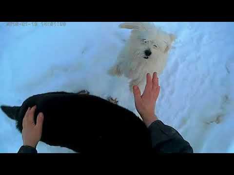 Заводной песик смотреть онлайн