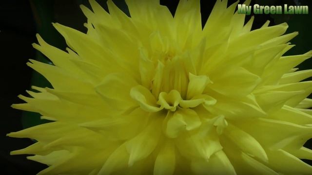 How To Propagate Mimosa Pudica