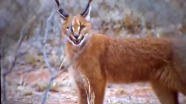 Разные породы кошек #1. смотреть онлайн