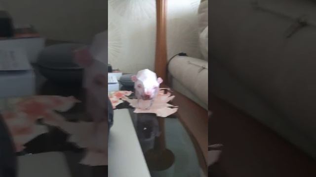 свинья из бумаги выглядит вот так #свинья из бумаги смотреть онлайн