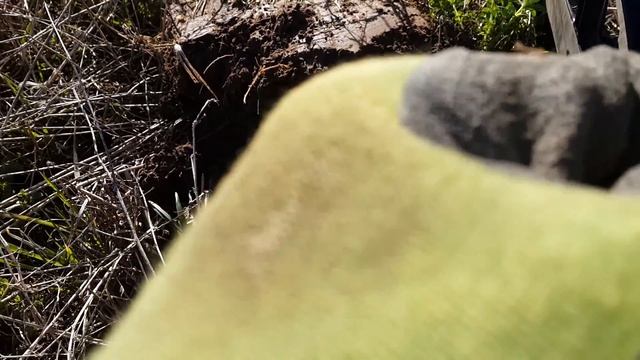 Коп монет и старины с металлоискателем. смотреть онлайн