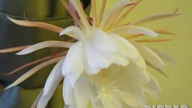 Epiphyllum oxypetalum. смотреть онлайн