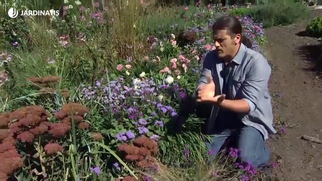 El Sedum Spectabile O Sedum De Otoño - Decogarden - Jardinatis