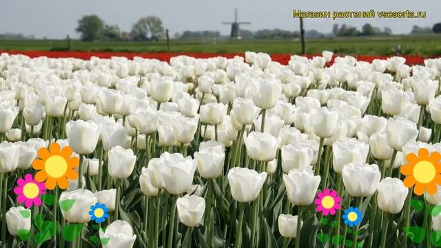 Тюльпан триумф Антарктика. Краткий обзор, описание характеристик, где купить луковицы Antartica