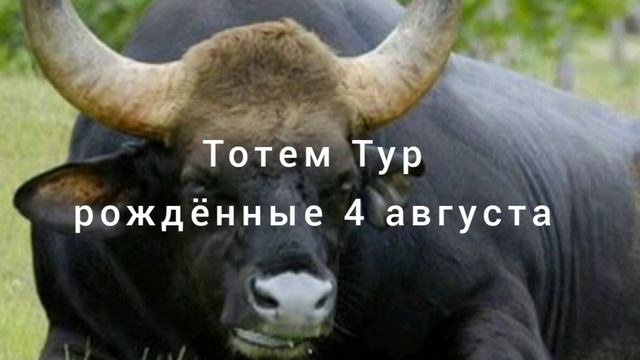 Тотем Тур рождённые 4 августа смотреть онлайн