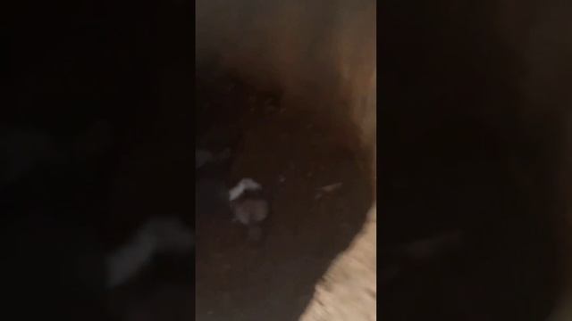 В Чечне Парень Наткнулся На Медведицу с Детьми смотреть онлайн