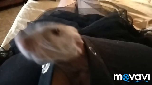 Трям здравствуйте по Тилимилитрямски смотреть онлайн