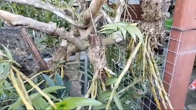 Promo Dendrobium Kila Blue Murah Meriah смотреть онлайн