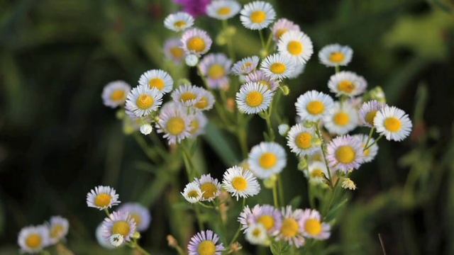 Erigeron karvinskianus je dekorativni cvet čiji beli cvetovi dobijaju ružičastu pa ljubičastu boju смотреть онлайн