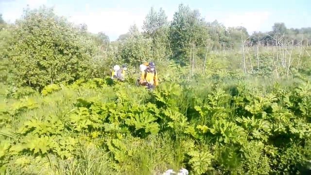 Уничтожение борщевика Обработка гербицидами смотреть онлайн