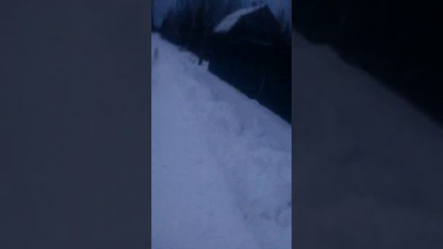 Побег ракши не удался!))) Хаски и стафф с бульдогом смотреть онлайн
