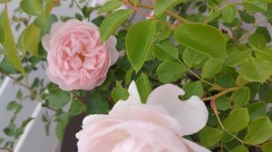 JE VOUS MONTRE MA ROSE CHANTAL THOMASS