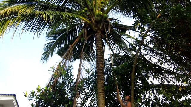 cambo 1038 как мы срывали кокосы с пальмы, Камбоджа смотреть онлайн