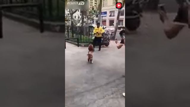 В Китае собака расхаживает по улицам на двух лапах!!! смотреть онлайн