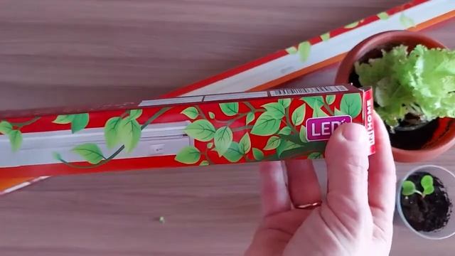 Спасение Редиса Фитолампа #СпасениеРедисаФитолампа #РедисДома #РедисНаПодоконнике #Фитолампа смотреть онлайн