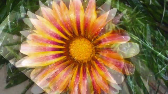 African Daisy And Friends.wmv
