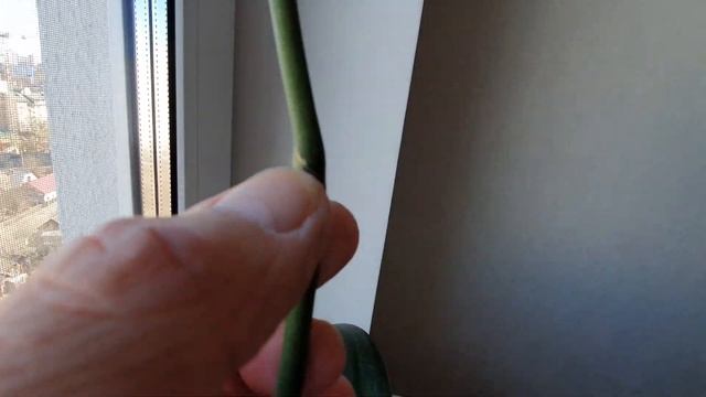 Сделайте это для орхидей после цветения, чтобы произвести обильные ветви / ветвление орхидеи