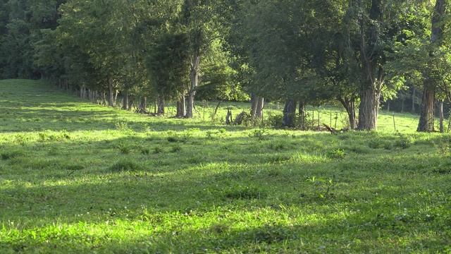 Coyotes And Donkeys - Coyote Hunting