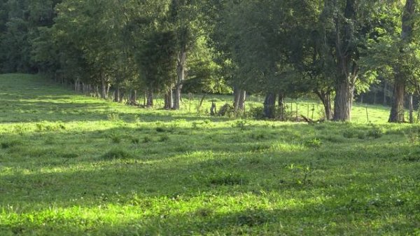 Coyotes and Donkeys - Coyote Hunting