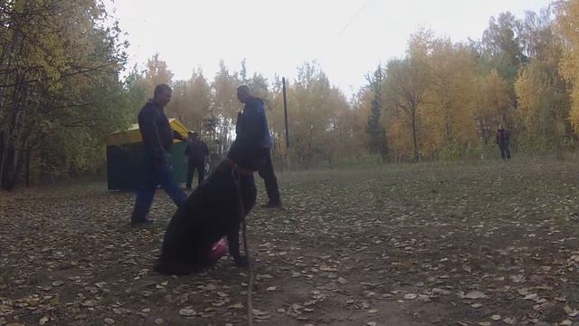 Кубок Москвы 2014 г. по ОКД и ЗКС. смотреть онлайн