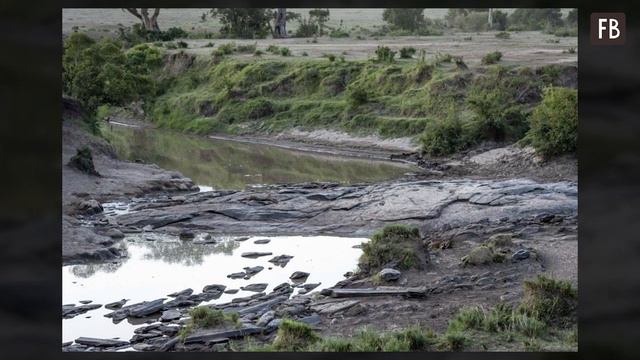 Если вы найдете леопарда на фотографии Инго Герлаха, то у вас воистину зоркий глаз смотреть онлайн