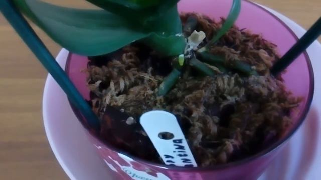 Еще одна орхидея дала детку! Орхидеи сговорились давать потомство?! смотреть онлайн